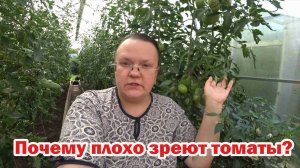 Плохо зреют томаты. Что делать?