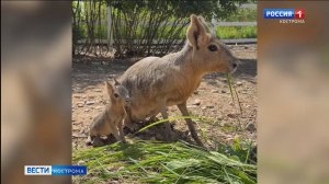 В альпака-парке «Кострома-Перу» родился экзотический малыш