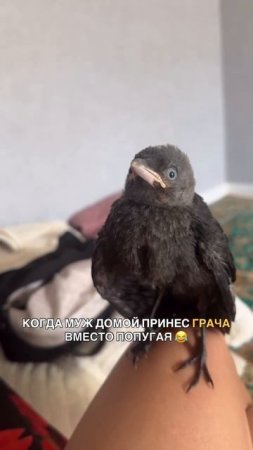 Не скоро, а уже мама грача