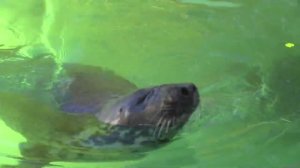 Морские котики Таллинского зоопарка