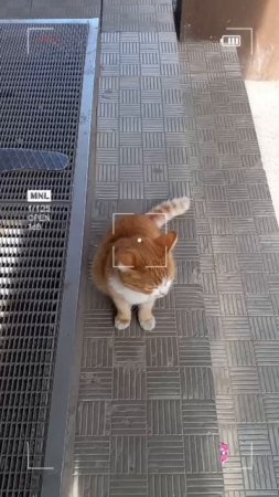 Кот дворянский запомнил 👍😻😻😻#кот #топ #смешно
