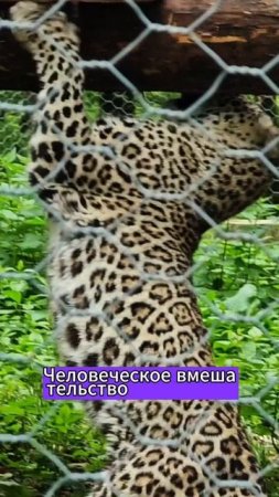 Центр реинтродукции переднеазиатского леопарда #shorts