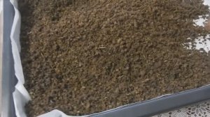 РЕЦЕПТ. Заготовка черного гранулированного чая и зеленого, на зиму.