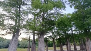 КИПАРИСОВОЕ ОЗЕРО.
18.07.2025.