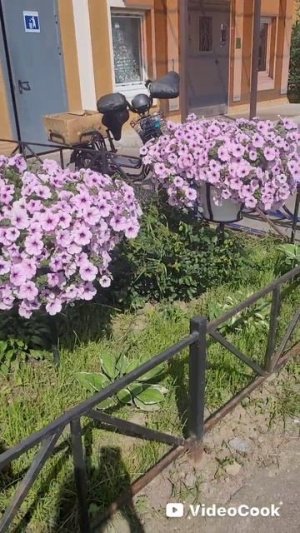 Петуния Опера Кармин Велюр Тайдал