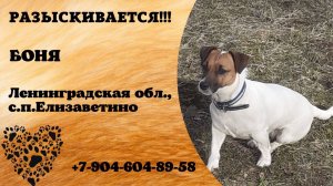 Пропала собака! БОНЯ. Ленинградская обл., с.п.Елизаветино.