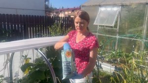 Сыворотка от мучнистой росы на огурцах.