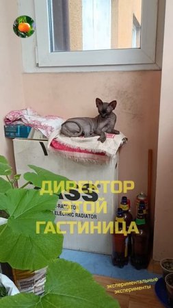 Директор этой гостиница 😼