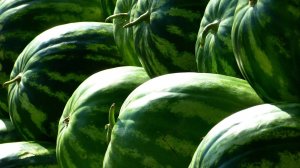 Сезон сбора арбузов стартовал в Казахстане. Каким сортам отдают предпочтение?