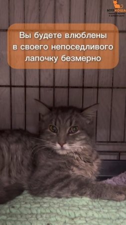 Урбино ждёт вас в приюте #Муркоша