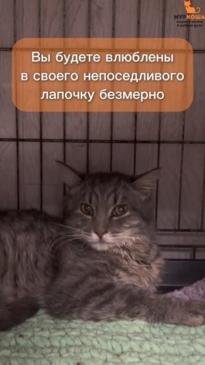 Урбино ждёт вас в приюте #Муркоша