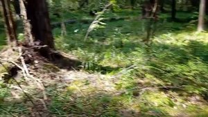 Участок в хвойном лесу