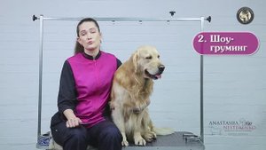 видео о курсе Анастасии Нестеренко (шоу-груминг золотистого ретривера)