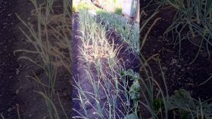 Обзор огорода на 19 июля 2025 года.