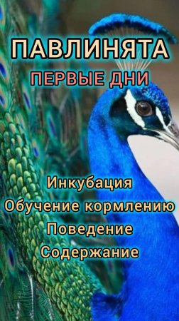 Как научить павлина кушать самостоятельно? Инкубация.  Разъезжаются лапы, что делать? Смотри в видео