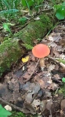 Грибочки 🍄 .mp4