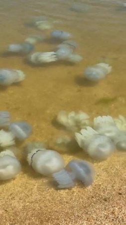 На пляжах Азовского моря — нашествие гигантских медуз. Побережье усыпано тысячами особей