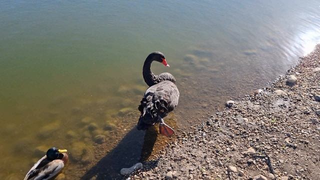 Краснодар - Немецкая Деревня