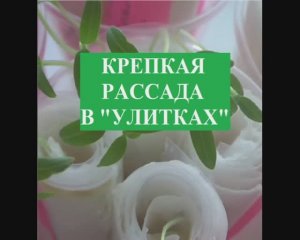 Крепкая рассада в УЛИТКАХ