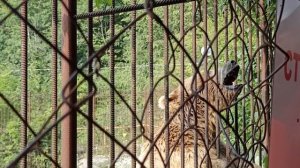Дрессированный медведь. . Медведь будет выполнять команду танцевать. #Shorts.