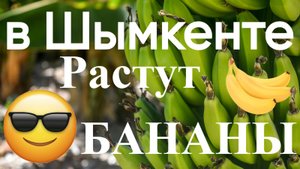 в Шымкенте растут бананы