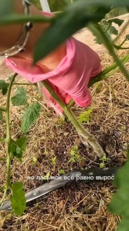 ДЛЯ БОЛЬШОГО УРОЖАЯ ФОРМИРУЮ ТОМАТ В 2 СТВОЛА #томат #огород #дача #идеи #shorts