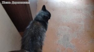 14-07-2025Продолжение привыкания кота Дрона