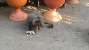КОШКИ - УЖИН НА ДАЧЕ