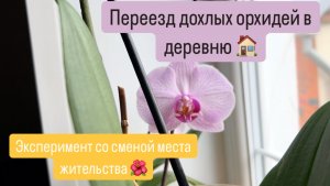 💚ПЕРЕВЕЗЛА ДОХЛЫЕ ОРХИДЕИ В ДЕРЕВНЮ. Переезд орхидей в новое место
#сезонконтентаRUTUBE
