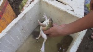Приготовление лягушек в стиле кантри