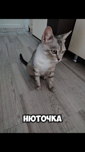 Сёма и Марсель 8 серия