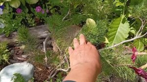 Дачный мини-пруд. Кувшинки/ нимфеи как новый эксперимент