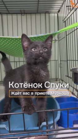 Спуки ждёт вас в приюте #Муркоша