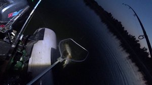 сазан в донской акватории летом я нашел его #рыжий #дон #рыбалка #летом #сазан