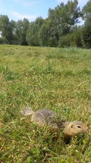 Обитатели о.Татышев🐰🐹