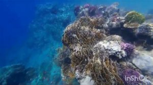 Египет, Шарм Эль Шейх, Рас Мохаммед.