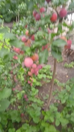 На какой год после посадки алыча Кубанская комета завалит урожаем