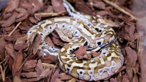 В Московском зоопарке родились два детеныша краснокнижного питона