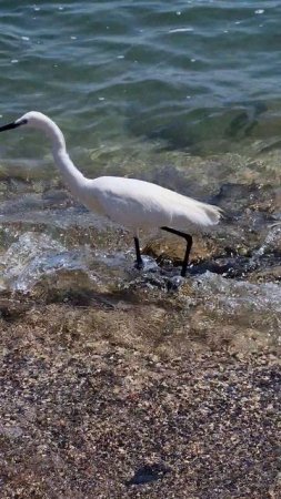 Озеро Кинерет и его обитатели. 🙂  #video #nature #love #summer #funny #fun #life