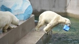 Медведица Герда не дает Каю выйти из воды и в прыжке сбросила его обратно в бассейн.