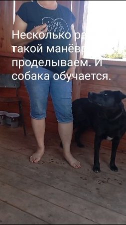 Как отучить собаку прыгать на вас при встрече