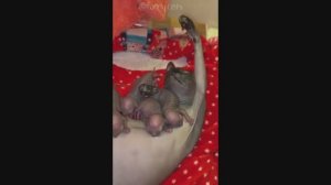 Смешные Коты #26