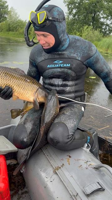 Сазаны и Лини в Протоках реки Белая. Подводная охота в Башкирии. смотреть онлайн