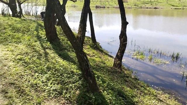 Проект: "TravelBelarus"|||Экологическая тропа г. Минска ||| ул.Семашко смотреть онлайн