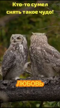 Вот это любовь... #shorts