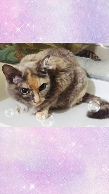 Три кота