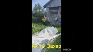 Захар и дед.Захар и яблоко