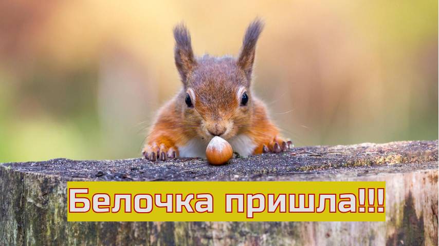 Нижний Новгород. Парк Швейцария. Местная белочка позирует.