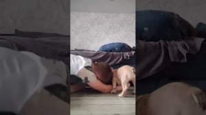 как ухаживать за мелким французский бульдогом ну или мопсом я не знаю фу  Арчи нельзя