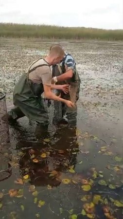 Кашелим.mp4